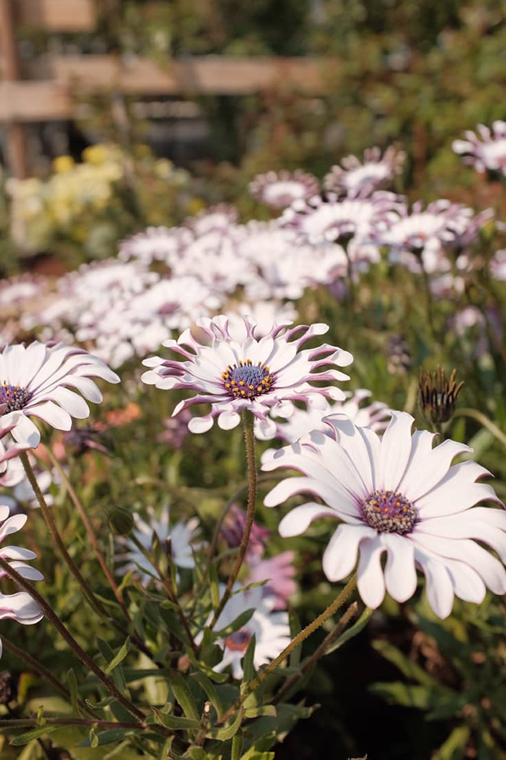fleur-entretient-jardin-allee-massif-taille-haie