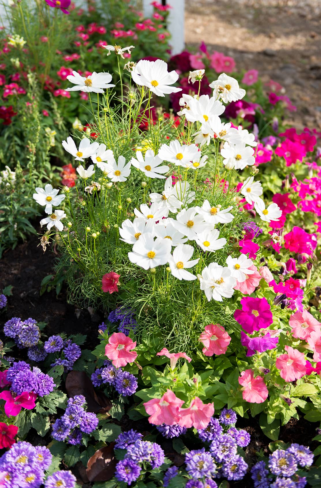 fleur-entretient-jardin-allee-massif