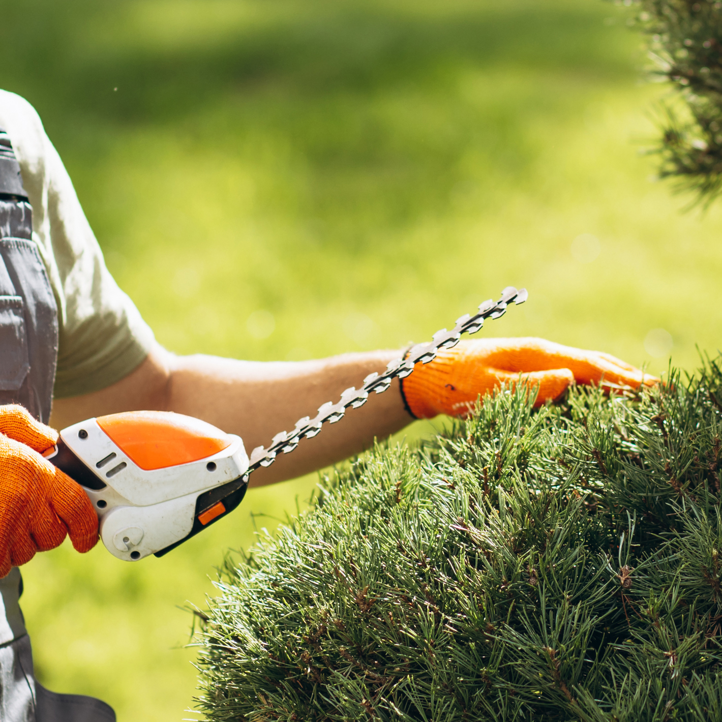 Garden worker trimming trees with scissors in the yard