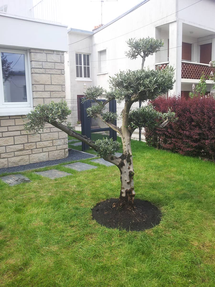 entretient-taille-arbre-olivier